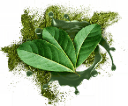 FLORESTA RANGE